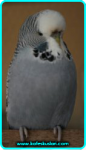 holland2.png holland2.png