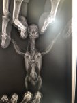 IMG_2250.jpeg