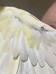 IMG_5683.jpeg