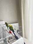IMG_8135.jpeg