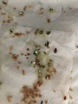 IMG_2500.jpeg