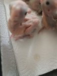 IMG_20260208_171848.jpg