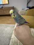IMG_2667.jpeg