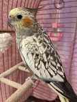 IMG_1501.jpeg