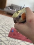 IMG_0604.jpeg