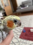 IMG_0605.jpeg