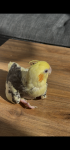 IMG_7172.png