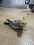 IMG_3988.jpeg