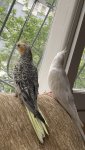 IMG_0525.jpeg