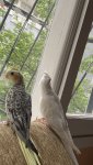 IMG_0524.jpeg