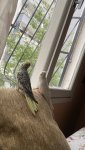IMG_0522.jpeg