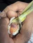 IMG_6863.jpeg