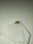 IMG_20260506_085258.jpg