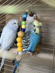 IMG_6520.jpeg