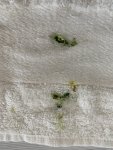 IMG_7286.jpeg