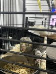 IMG_0338.jpeg