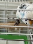 IMG_9138.jpeg