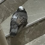 IMG_3004.jpeg