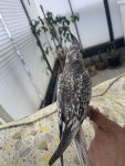 IMG_2769.jpeg