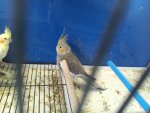 IMG_20260520_162644.jpg