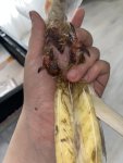 IMG_7516.jpeg
