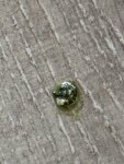 IMG_7250.jpeg
