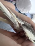 IMG_8285.jpeg