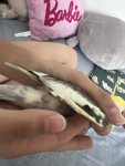 IMG_8279.jpeg