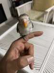 IMG_2793.jpeg