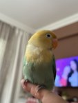 IMG_1513.jpeg