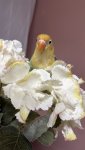 IMG_1521.jpeg