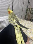 IMG_2795.jpeg
