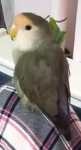 dudu.png