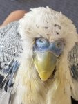IMG_1816.jpeg