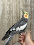 IMG_1339.jpeg