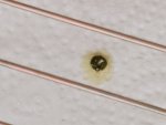 IMG_20260531_130511.jpg