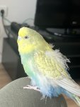 IMG_6355.jpeg