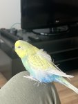 IMG_6353.jpeg