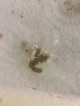 IMG_0787.jpeg