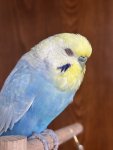 IMG_0301.jpeg