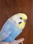 IMG_0303.jpeg
