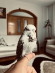 IMG_7124.jpeg