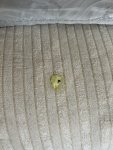 IMG_6530.jpeg