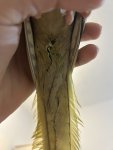 IMG_6537.jpeg