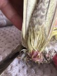 IMG_4403.jpeg