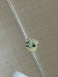 IMG_6559.jpeg