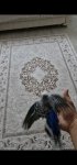 Screenshot_20260613_193917_Video Player.jpg