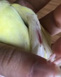 IMG_4126.jpeg