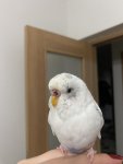IMG_7703.jpeg