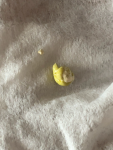 0A52A152-329E-4F1D-B9E3-C349F7BDC3BD.png
